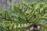Araucaria araucana | Monkey Puzzle Tree | Pewen | Chilean Pine | 3_Seeds