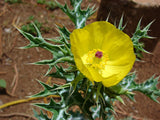 Argemone mexicana | Mexican Prickly Poppy | Cardosan | 20_Seeds