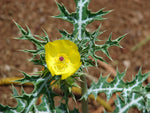 Argemone mexicana | Mexican Prickly Poppy | Cardosan | 20_Seeds