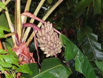 Musa argentii | Wild Banana | 10_Seeds