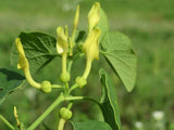 Aristolochia clematitis | European Birthwort | asarabacca | 10_Seeds