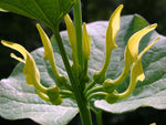 Aristolochia clematitis | European Birthwort | asarabacca | 10_Seeds