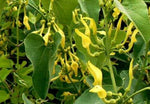 Aristolochia clematitis | European Birthwort | asarabacca | 10_Seeds