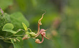 Aristolochia contorta | Dutchmans Pipe | PipeVine | 5_Seeds