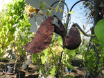Aristolochia galeata | 10_Seeds