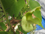 Aristolochia gilbertii | 20_Seeds