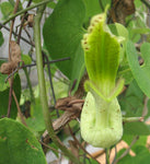 Aristolochia gilbertii | 20_Seeds