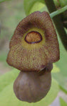 Aristolochia macrophylla | Broadleafed Birthwort | 5_Seeds