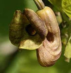 Aristolochia macrophylla | Broadleafed Birthwort | 5_Seeds