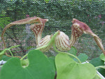 Aristolochia paulistana | 5_Seeds