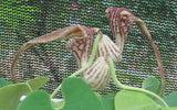 Aristolochia paulistana | 5_Seeds