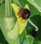 Aristolochia tomentosa | Wooly Pipevine | 5_Seeds