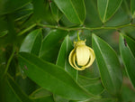 Artabotrys hexapetalus | Climbing Ylang Ylang Vine | Tail Grape | 5_Seeds