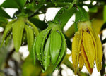 Artabotrys hexapetalus | Climbing Ylang Ylang Vine | Tail Grape | 5_Seeds