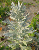 Artemisia stelleriana | Dusty Miller | Beach Sage | Oldwoman | 20_Seeds