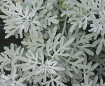 Artemisia stelleriana | Dusty Miller | Beach Sage | Oldwoman | 20_Seeds