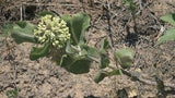 Asclepias arenaria | Sand Milkweed | 20_Seeds