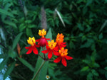 Asclepias curassavica | Butterfly Bush | Scarlet Milkweed | 200_Seeds