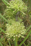 Asclepias hirtella | Prairie Tall Green Milkweed | 10_Seeds