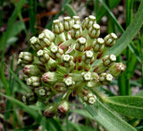 Asclepias hirtella | Prairie Tall Green Milkweed | 10_Seeds