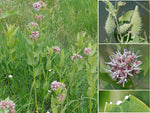 Asclepias speciosa | Showy Milkweed | Greek Milkweed | 50_Seeds