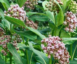 Asclepias syriaca | Milkweed | Butterfly Flower | Silkweed | 200_Seeds