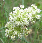 Asclepias verticillata | Whorled Milkweed | Horsetail | 50_Seeds
