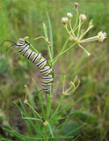 Asclepias verticillata | Whorled Milkweed | Horsetail | 50_Seeds