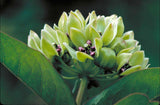 Asclepias viridis | Green Antelopehorn | Spider Milkweed | 50_Seeds