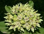 Asclepias viridis | Green Antelopehorn | Spider Milkweed | 50_Seeds