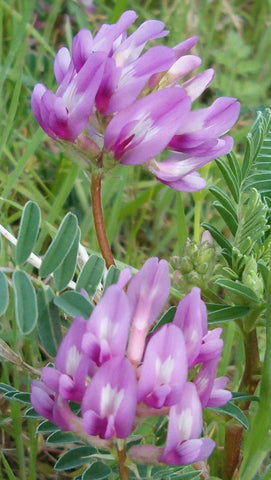 Astragalus crassicarpus | Ground Plum | Groundplum Milkvetch | 10_Seeds