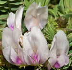 Astragalus crassicarpus | Ground Plum | Groundplum Milkvetch | 10_Seeds