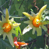 Passiflora aurantia | Orange Passion Flower | 5_Seeds