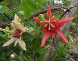 Passiflora aurantia | Orange Passion Flower | 5_Seeds