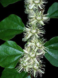 Passiflora auriculata | 10_Seeds