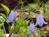 Campanula cochleariifolia Bavarian Blue | Fairies Thimbles | BabyBlue | 50_Seeds