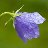 Campanula cochleariifolia Bavarian Blue | Fairies Thimbles | BabyBlue | 50_Seeds