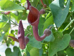 Aristolochia baetica | Portugese Hardy Dutchmans Pipe | Birthwort | 10_Seeds