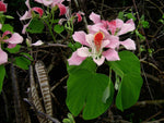 Bauhinia monandra | Pink Bauhinia | Orchid Tree | Napoleons Plume | 10_Seeds