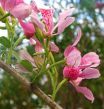 Bauhinia monandra | Pink Bauhinia | Orchid Tree | Napoleons Plume | 10_Seeds