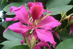 Bauhinia purpurea | Butterfly Orchid Tree | Camels Foot | 5_Seeds