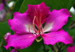 Bauhinia purpurea | Butterfly Orchid Tree | Camels Foot | 5_Seeds