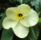 Bauhinia tomentosa | St Thomas & Bell Orchid & Yellow Butterfly Tree | 5_Seeds