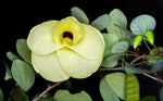 Bauhinia tomentosa | St Thomas & Bell Orchid & Yellow Butterfly Tree | 5_Seeds
