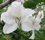 Bauhinia variegata candida | Variegated Orchid | White Mountain Ebony | 5_Seeds