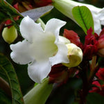 Beaumontia grandiflora | Heralds Trumpet | Easter Lily Vine | 20_Seeds