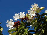 Beaumontia grandiflora | Heralds Trumpet | Easter Lily Vine | 20_Seeds