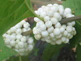 Callicarpa americana lactea | White American Beautyberry | 10_Seeds