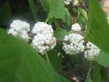 Callicarpa americana lactea | White American Beautyberry | 10_Seeds