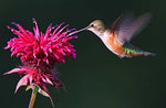 Agastache austromontana | Bees Favorite | Hummingbird Mint | 20_Seeds